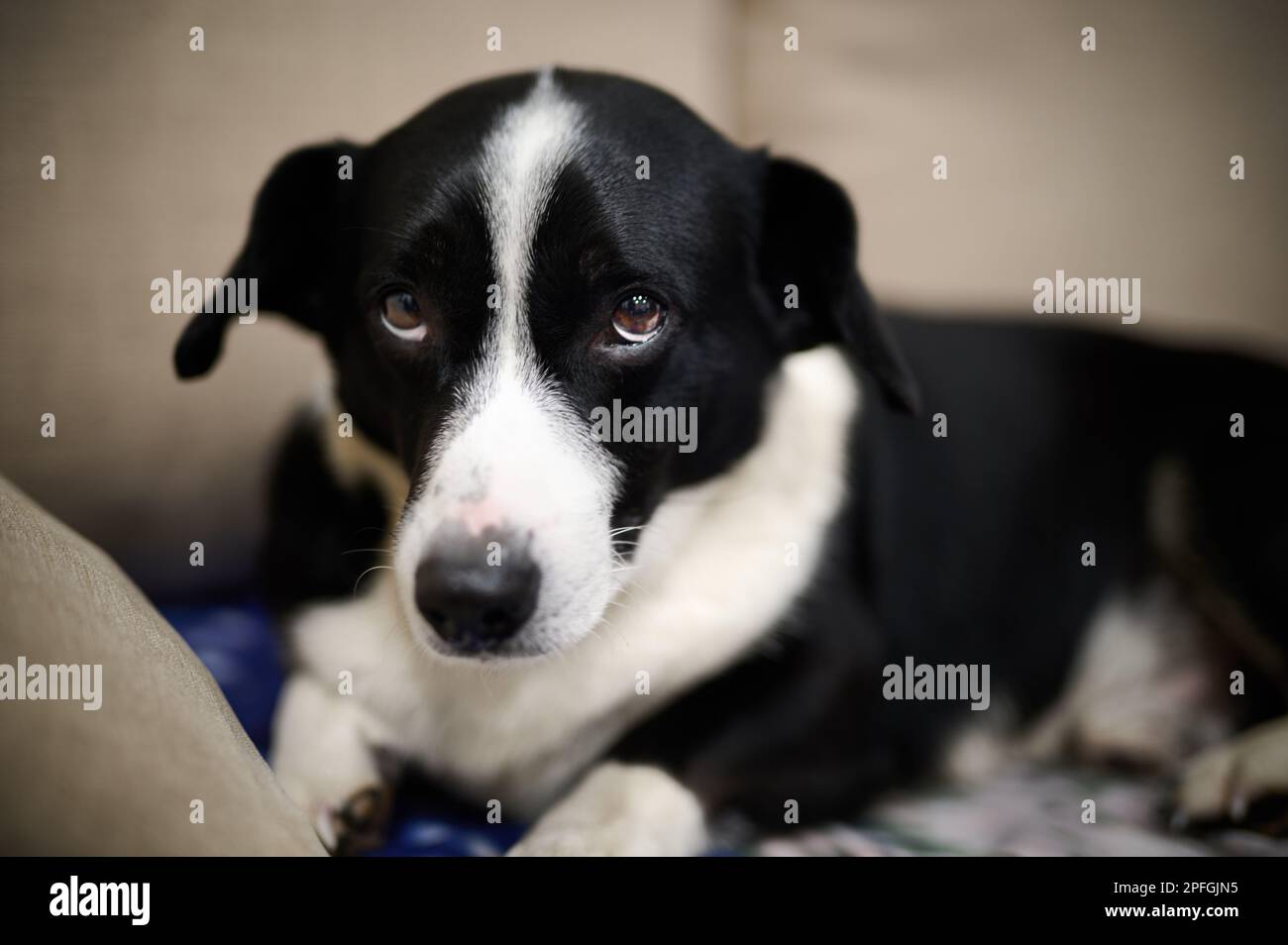 Trauriger schwarzer und weißer Hund, der unter dem Auge nach unten schaute und auf der Couch saß Stockfoto