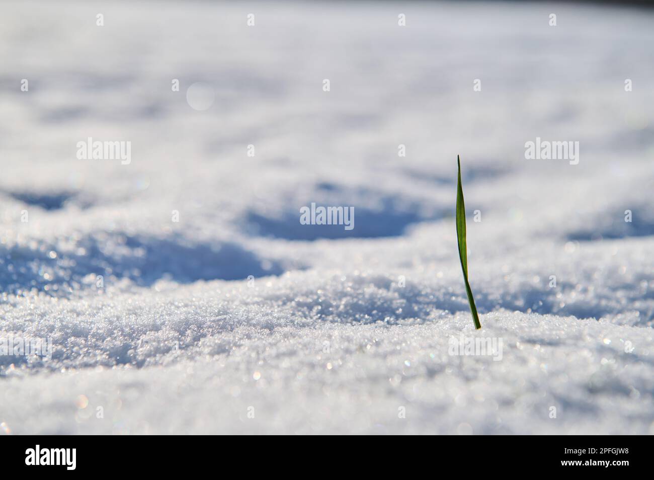 Eine Grasklinge, die im Frühjahr durch die gefrorene Schneedecke sticht Stockfoto