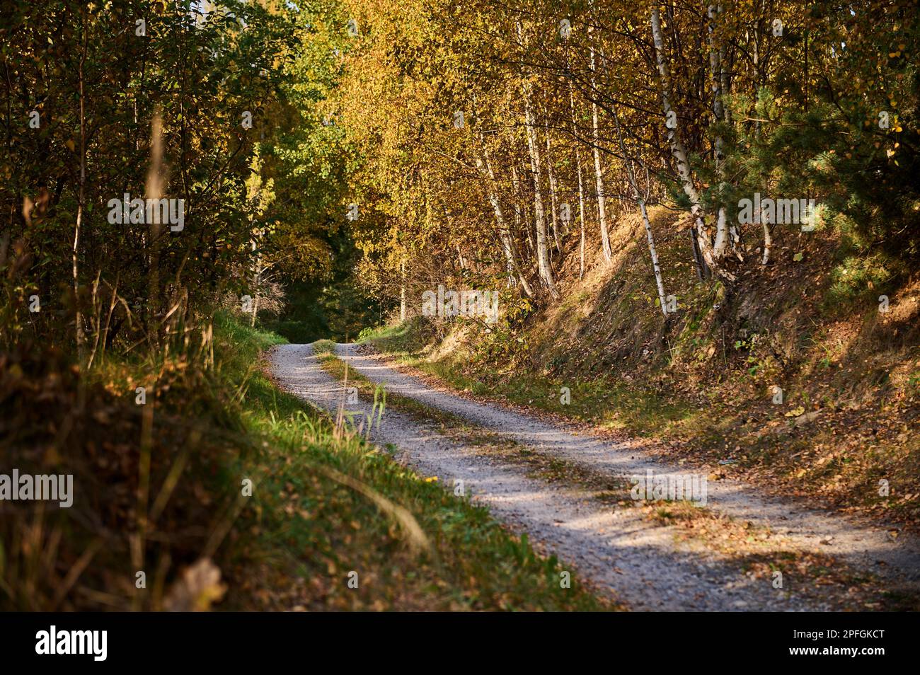 Waldweg in Herbstlandschaft zwischen Bäumen. Stockfoto