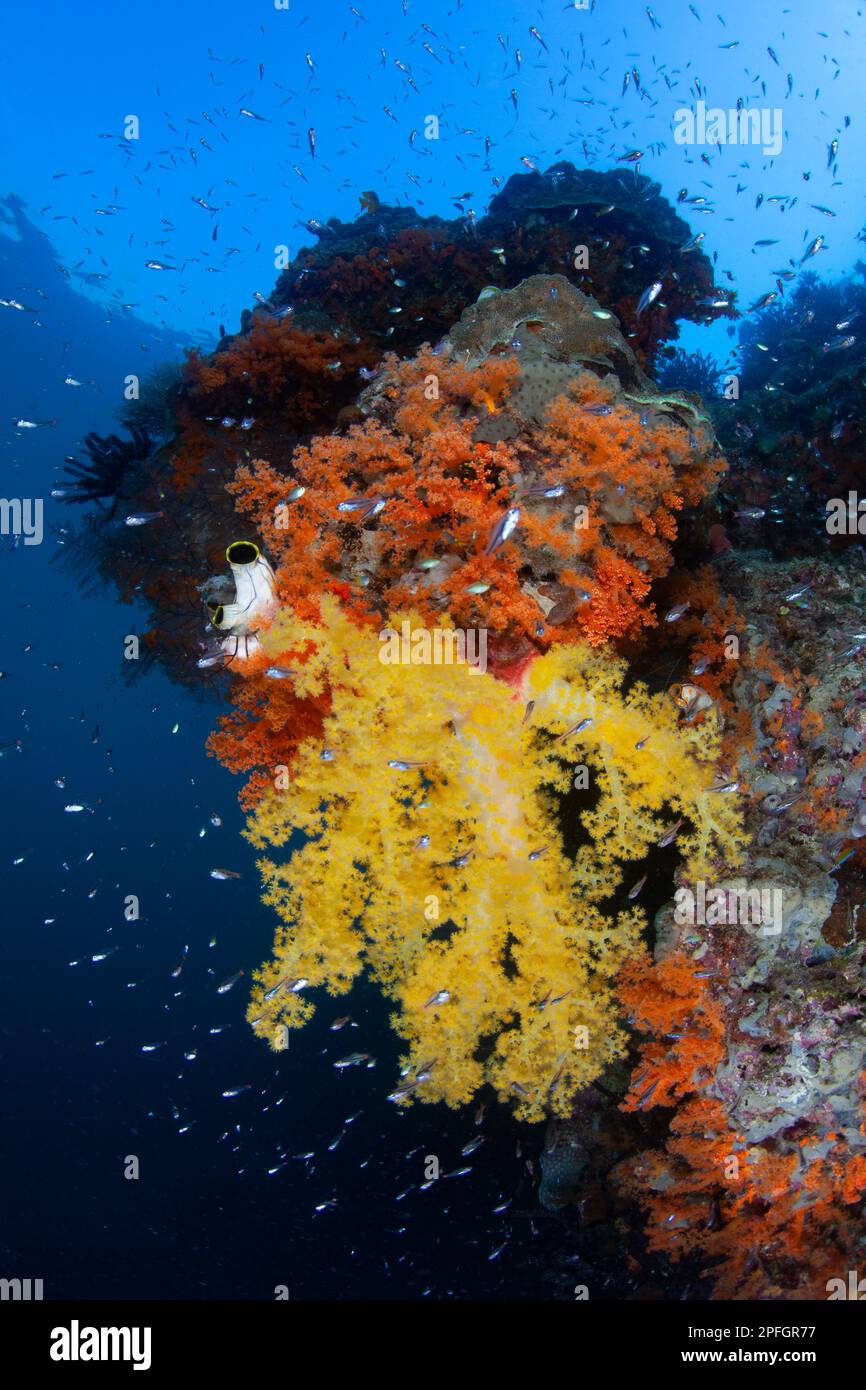 Pulsierende Weichkorallen gedeihen an einem Korallenriff in Raja Ampat, Indonesien. Dieses wunderschöne tropische Gebiet hat eine extrem hohe marine Artenvielfalt. Stockfoto