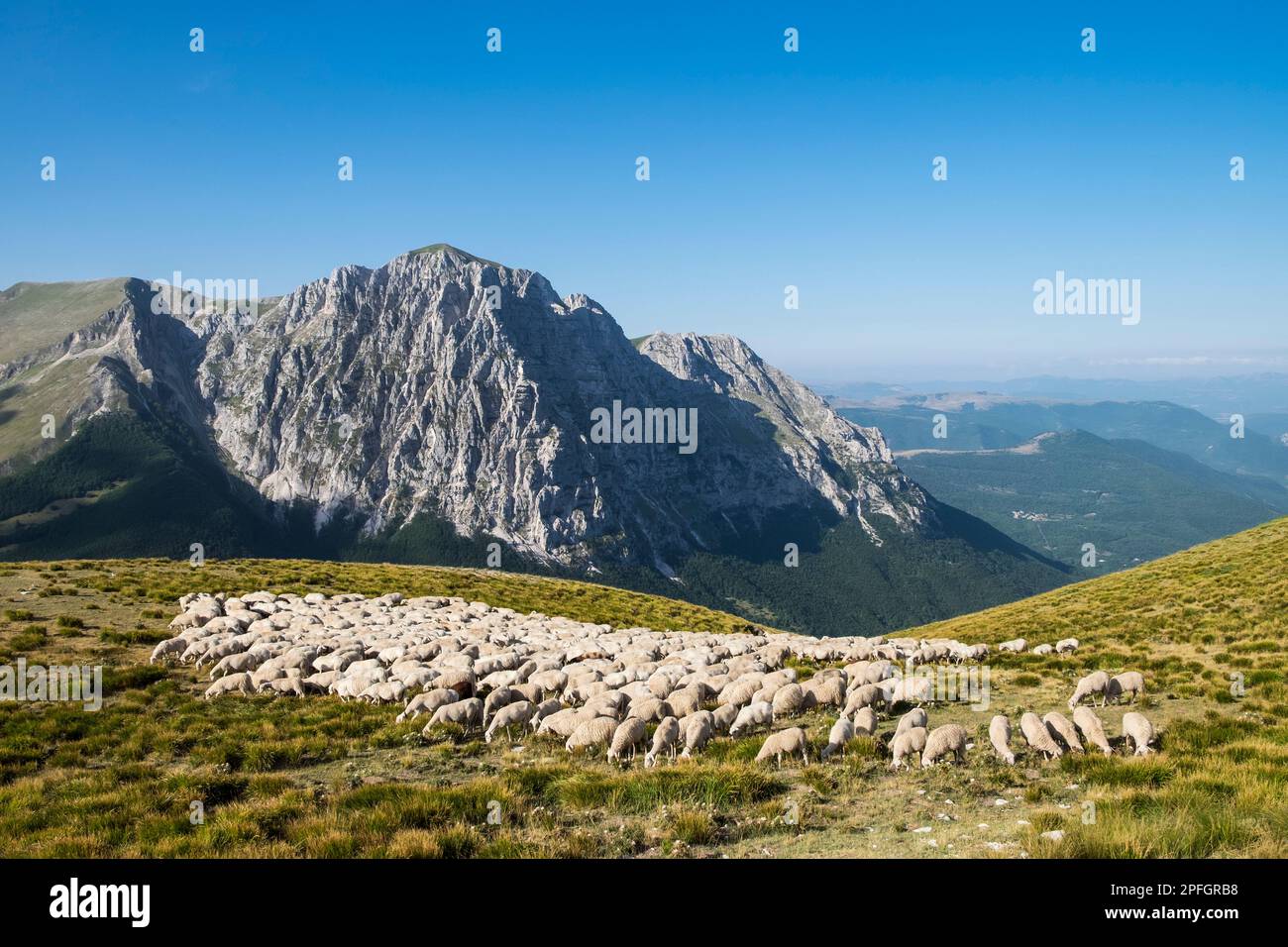 Italien, Monti Sibillini, Schafherde Stockfoto