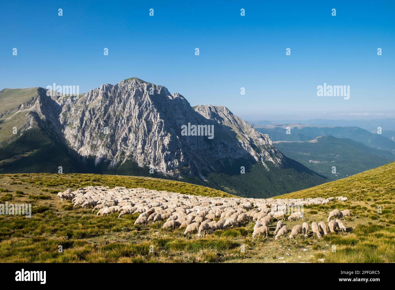 Italien, Monti Sibillini, Schafherde Stockfoto