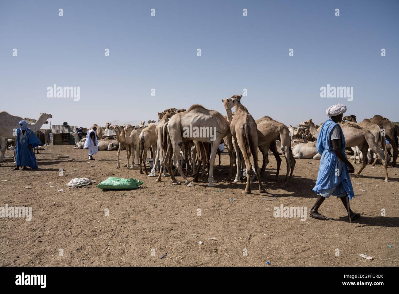 Kamelhändler. Nouakchott Camel Market, Nouakchott, Mauretanien, Westafrika, Afrika. Stockfoto