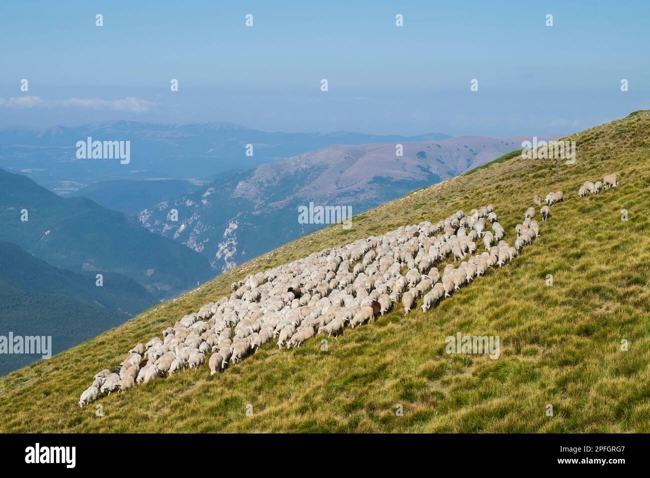 Italien, Monti Sibillini, Schafherde Stockfoto