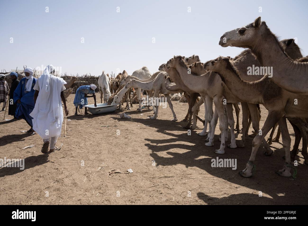 Kamelhändler. Nouakchott Camel Market, Nouakchott, Mauretanien, Westafrika, Afrika. Stockfoto