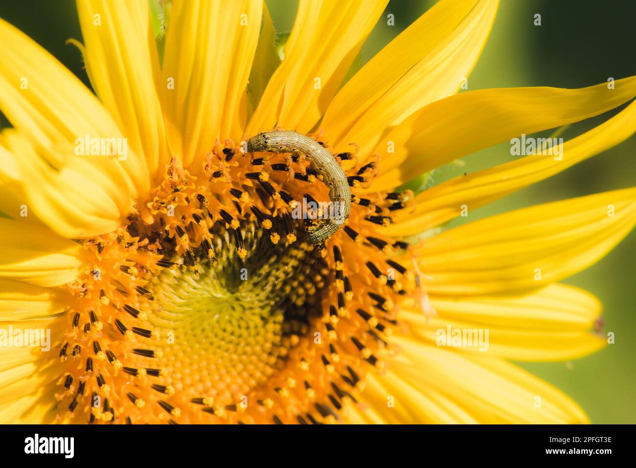 Raupen ernähren sich von Pollen und blühenden Sonnenblumenblättern. Stockfoto