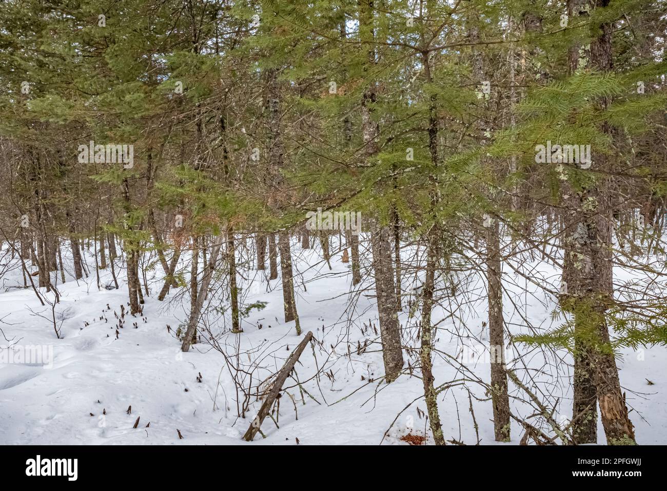 Balsam Fir, Abies balsamea, Wald in Sax-Zim Bog, Minnesota, USA Stockfoto