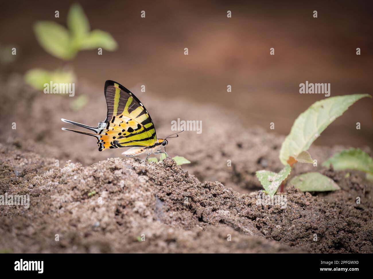 Fünf-Bar-Schwertschwanz ist eine Art Papilionid-Schmetterling, die in Süd- und Südostasien zu finden ist. Stockfoto