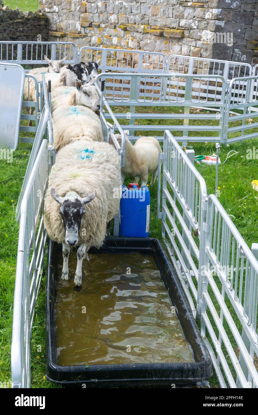 Maultiere laufen durch ein Fußbad, um Fußinfektionen zu verhindern. North Yorkshire, Großbritannien. Stockfoto