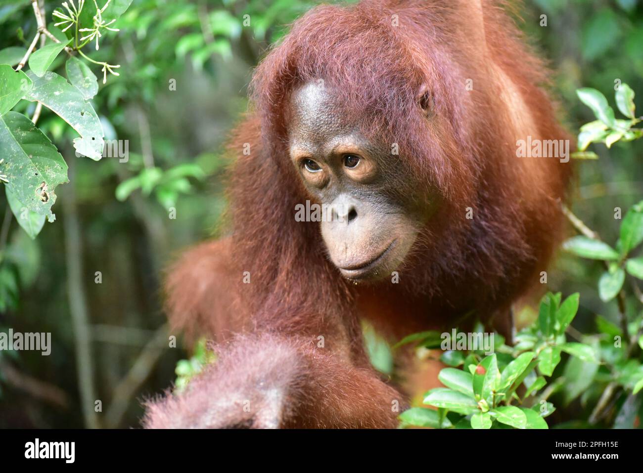 Nahaufnahme von Orangutan (Pongo pygmaeus wurmbii) Tanjung Puting National Park, Central Kalimantan, Borneo, Indonesien. Stockfoto