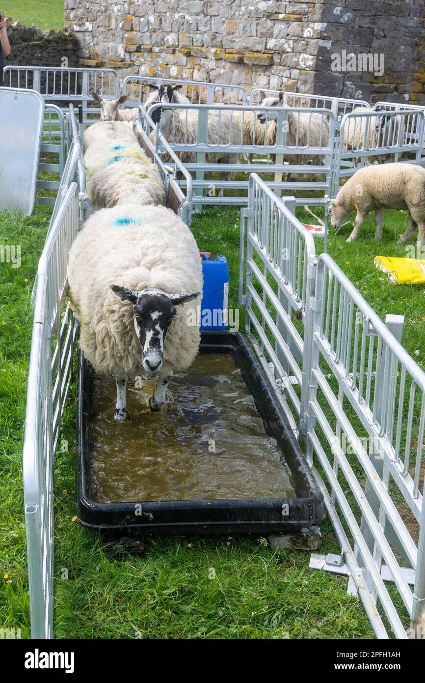 Maultiere laufen durch ein Fußbad, um Fußinfektionen zu verhindern. North Yorkshire, Großbritannien. Stockfoto