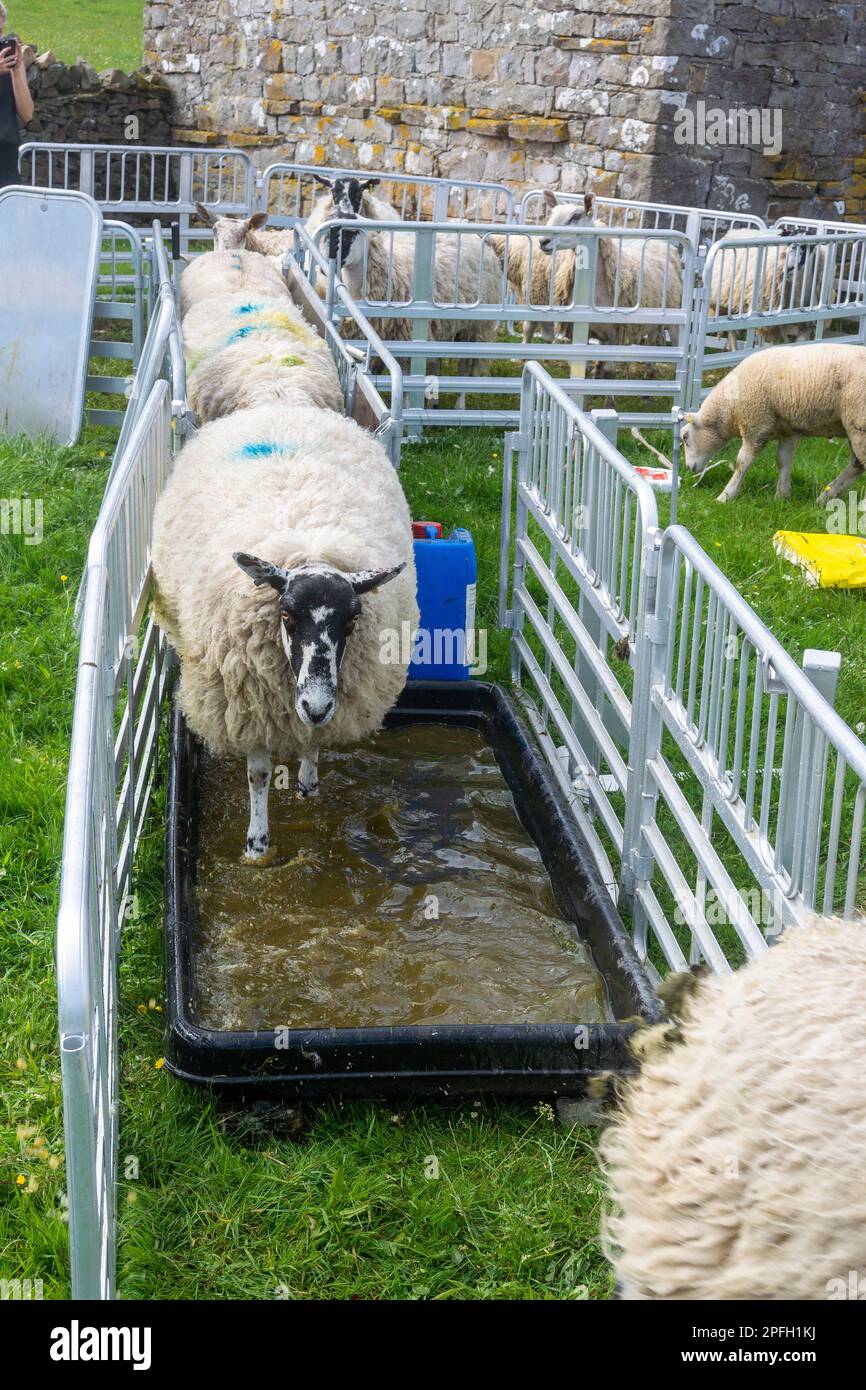 Maultiere laufen durch ein Fußbad, um Fußinfektionen zu verhindern. North Yorkshire, Großbritannien. Stockfoto