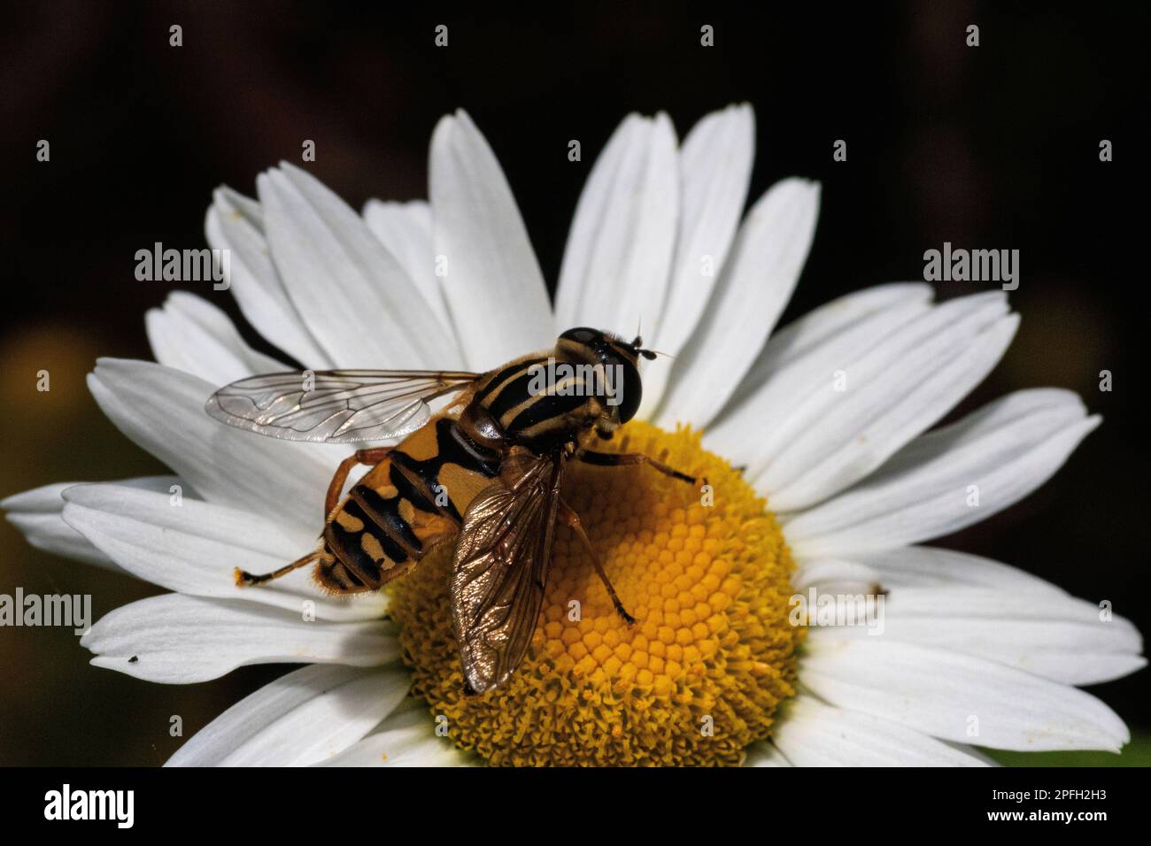 Nahaufnahme, Detail einer bunten Hover Fliege (Syrphus ribesii), die sich im Sommer an einer Ochsenaugen-Gänseblümchen (Leucanthemum vulgare) ernährt Stockfoto Nahaufnahme, Detail einer bunten Hover Fliege (Syrphus ribesii), die sich im Sommer an einer Ochsenaugen-Gänseblümchen (Leucanthemum vulgare) ernährt Stockfoto
