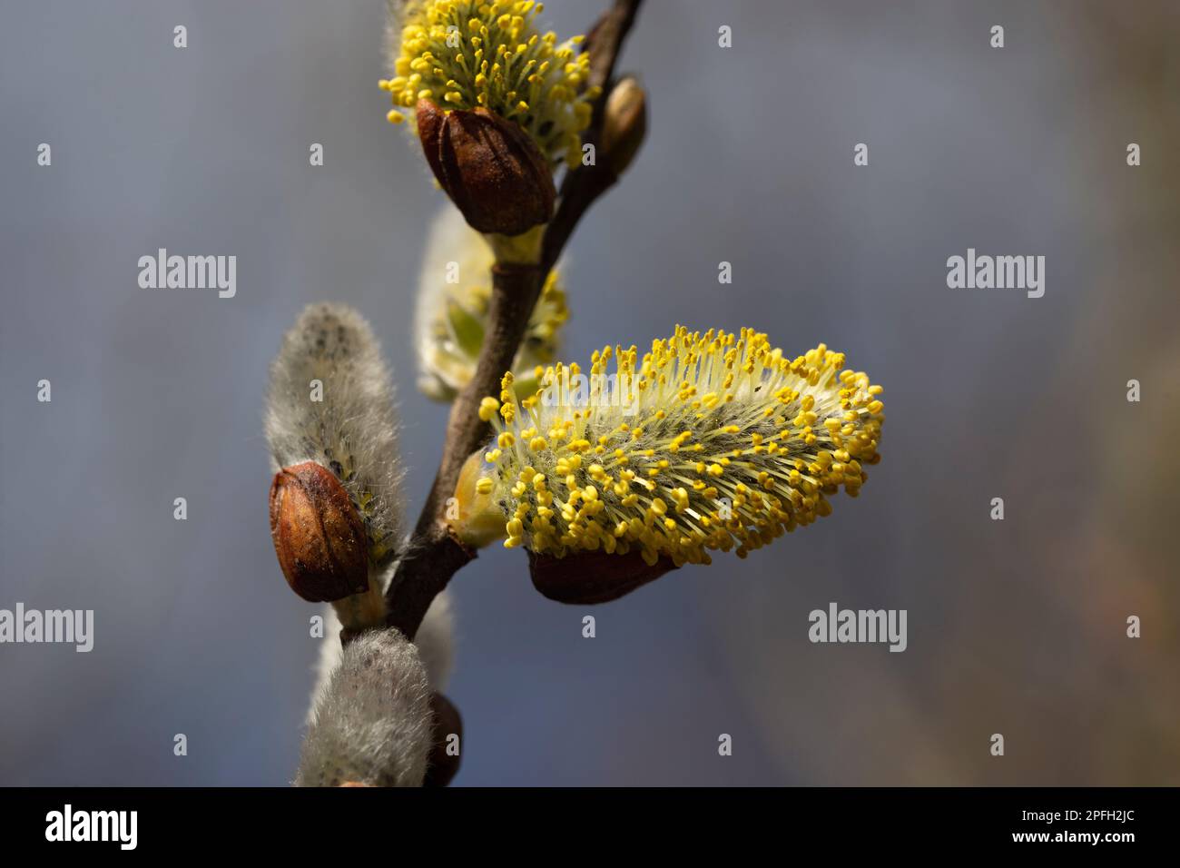 Farbenfrohe, makroregionale „Pussy Willow“-Katkins (Salix caprea) Stockfoto Farbenfrohe, makroregionale „Pussy Willow“-Katkins (Salix caprea) Stockfoto