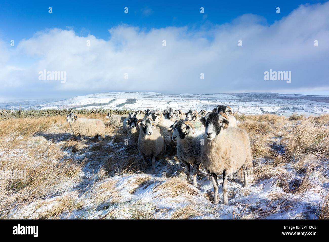 Eine Herde von Swaledale-Schafen, eine robuste einheimische Bergrecht, die auf zusätzliches Futter in einem schneebedeckten Schnappschuss wartet. Burtersett, in der Nähe von Hawes in Wensleydale, North Yorkshire, Großbritannien. Stockfoto