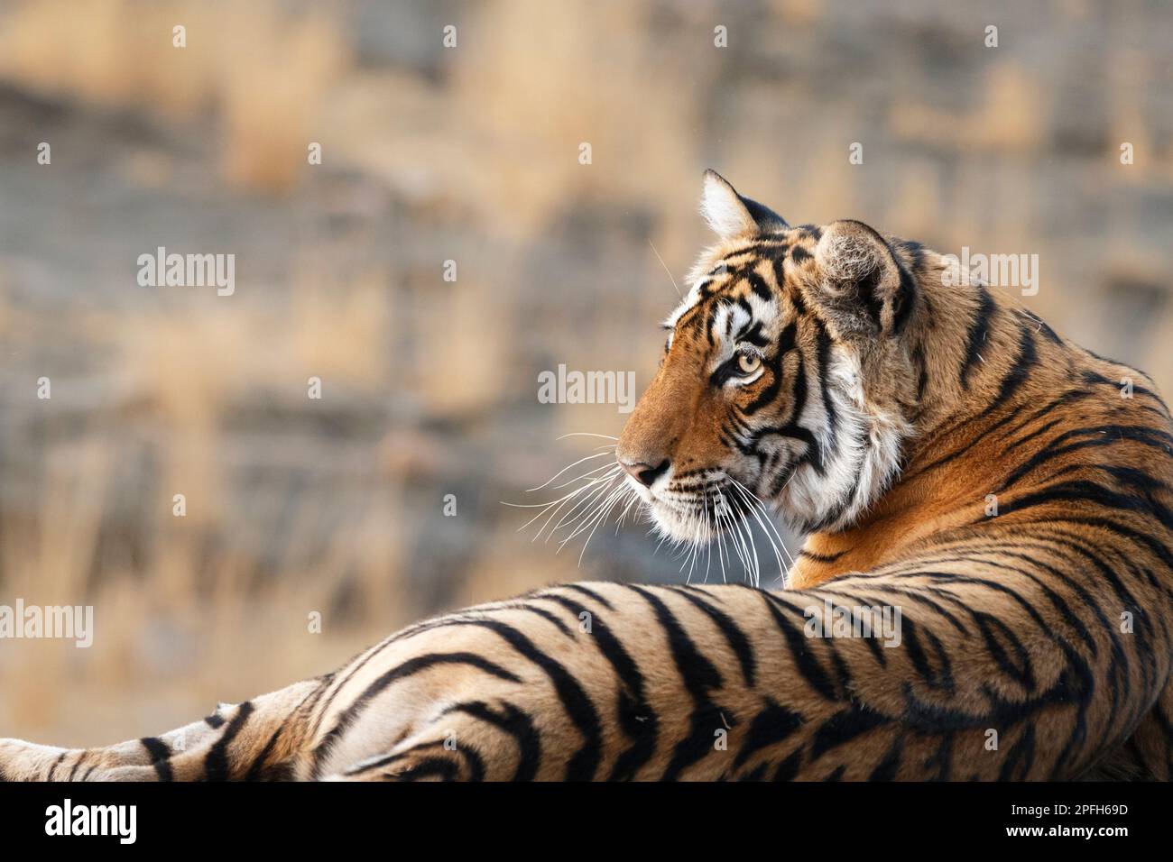 Tiger, Panthera Tigris, Porträt von der Seite seines Gesichtskopfes. Das Tier schaut nach links. Ranthambore-Nationalpark, Rajasthan, Indien Stockfoto