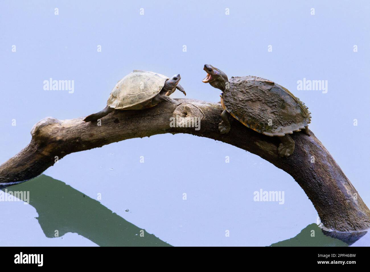 2 Assam Dachschildkröte, Sylhet Dachschildkrötenschlacht, Pangshura Sylhetensis. Familie Geoemydidae. Kaziranga-Nationalpark, Assam, Indien Stockfoto