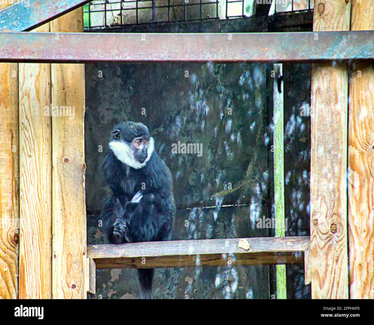 der zoo von edinburgh, der Gibbon mit den Wangen, der unglücklich in einem Wohnhaus aussieht Stockfoto