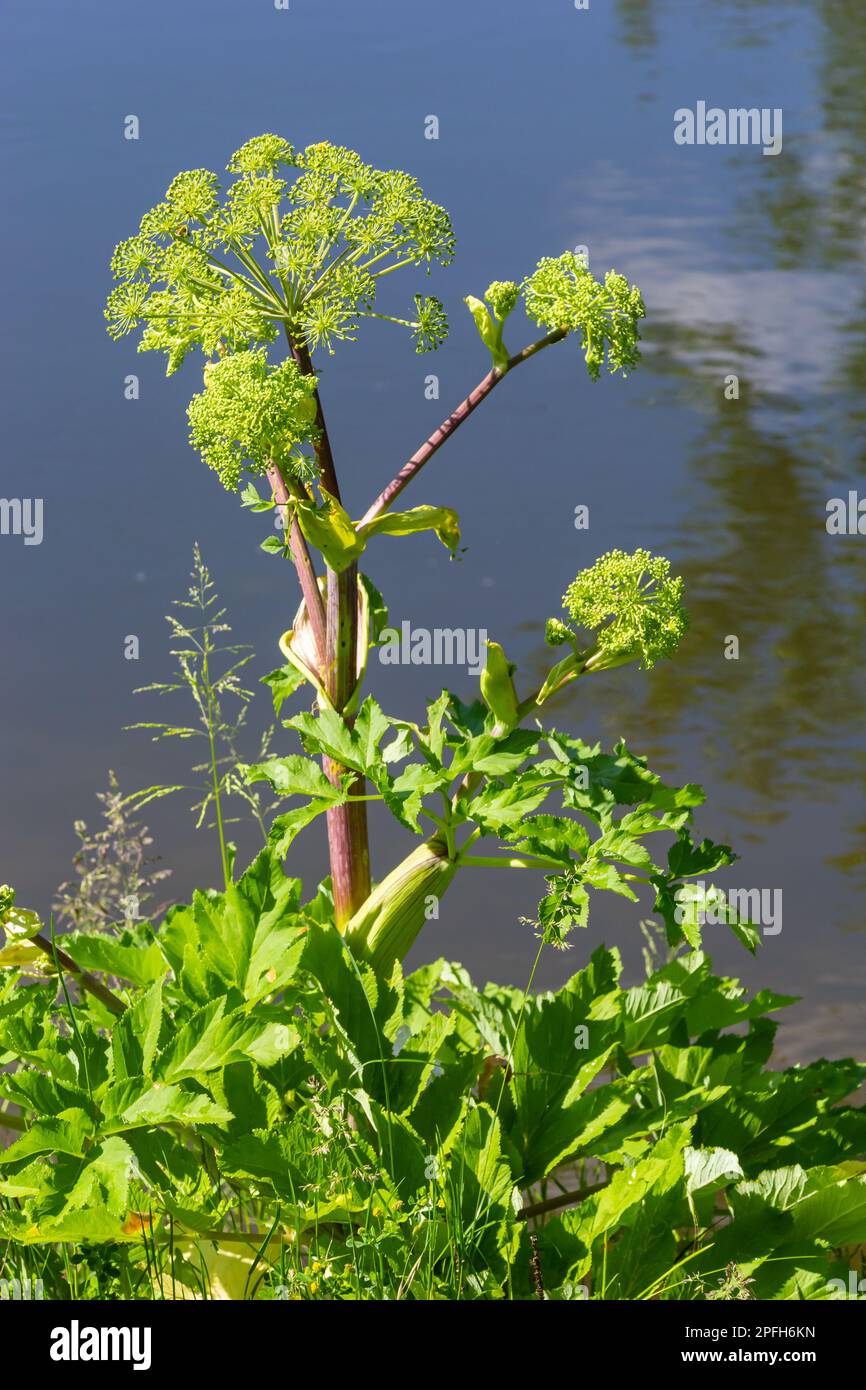 Angelica, Angelica, Archangelica, gehört zu der wilden Pflanze mit grünen Blumen. Es ist eine wichtige Heilpflanze und wird auch in der Medizin verwendet. Stockfoto