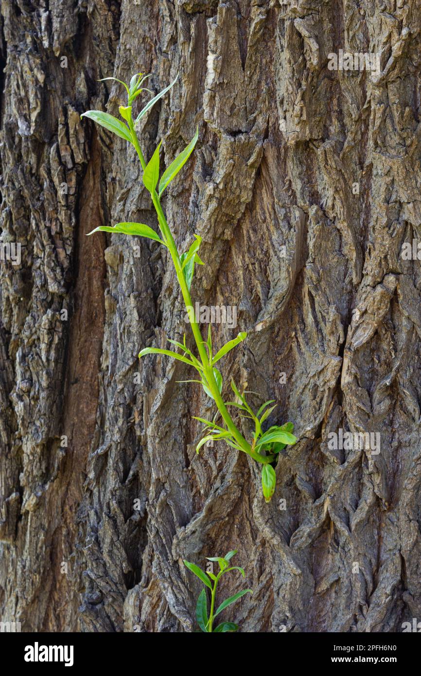 Der Stamm einer alten Weide mit jungen Aufnahmen an den Seiten, Nahaufnahme mit selektivem Fokus. Stockfoto