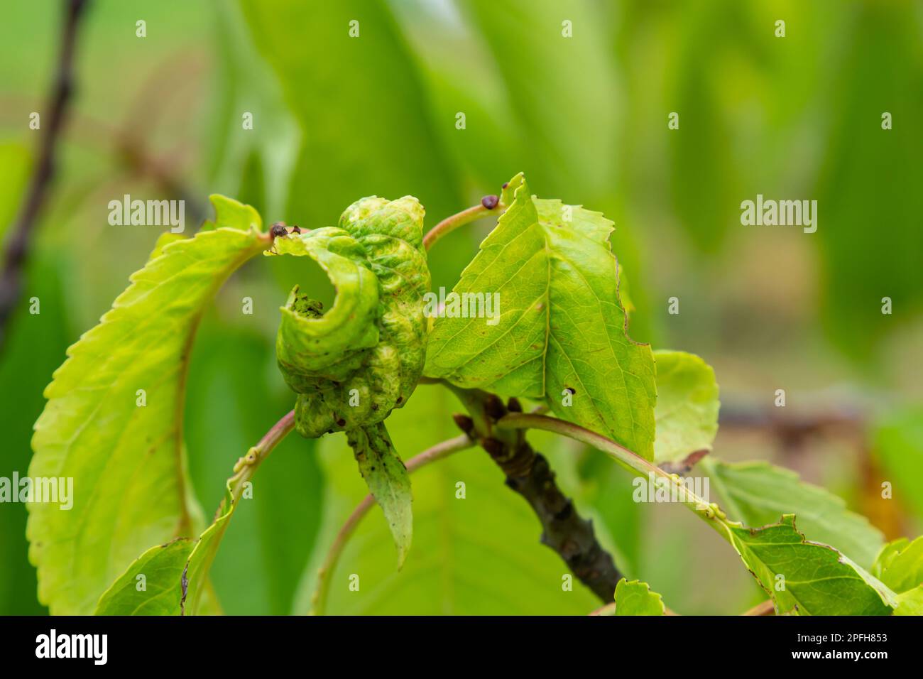 Verdrehte Kirschblätter. Kirschzweig mit zerknitterten Blättern durch schwarze Blattläuse. Blattläuse, Aphis schneideri, schwere Schäden durch Gartenschädlinge. Stron Stockfoto