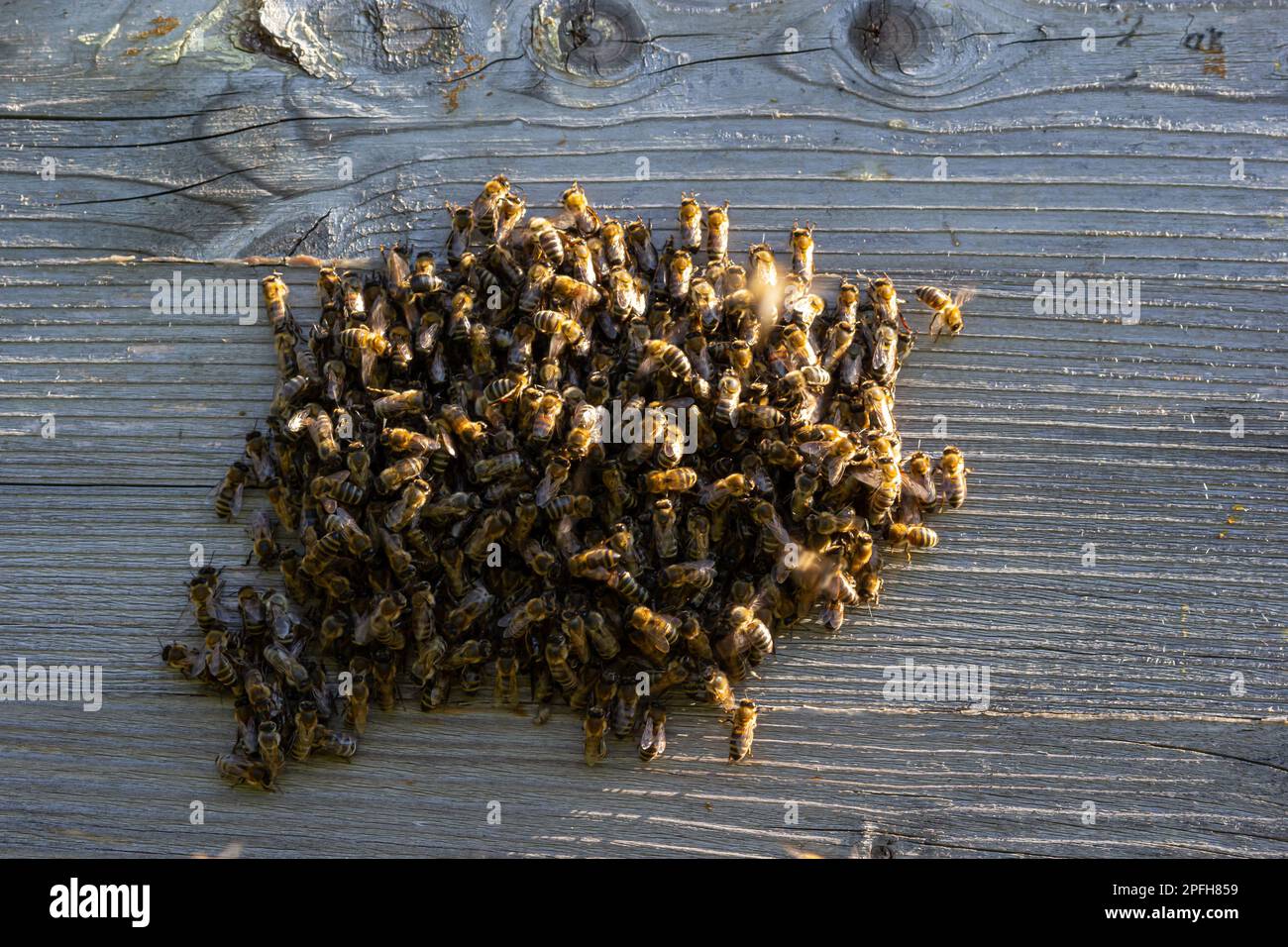 Ein Schwarm Honigbienen, die um den Bienenstock fliegen. Bienen, die von der Honigsammlung zurückkehren, fliegen zurück zum Bienenstock. Honigbienen auf Hausbiene, Imkereikonzept. Stockfoto