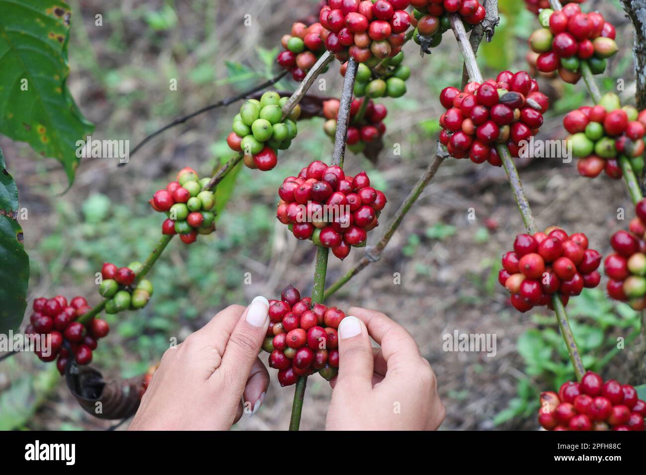 Roter, reifer Bio-Kaffee, der mit Naturhintergrund aus der Kaffeepflanze pflückt Stockfoto