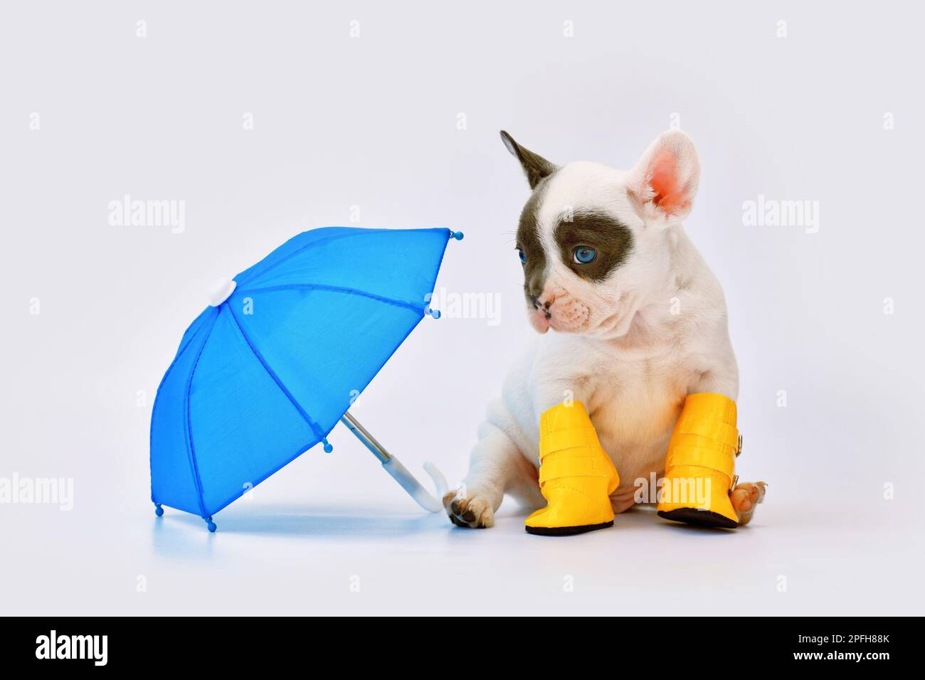 Süßes französisches Rattenhündchen mit Regenschirm und Regenstiefeln Stockfoto