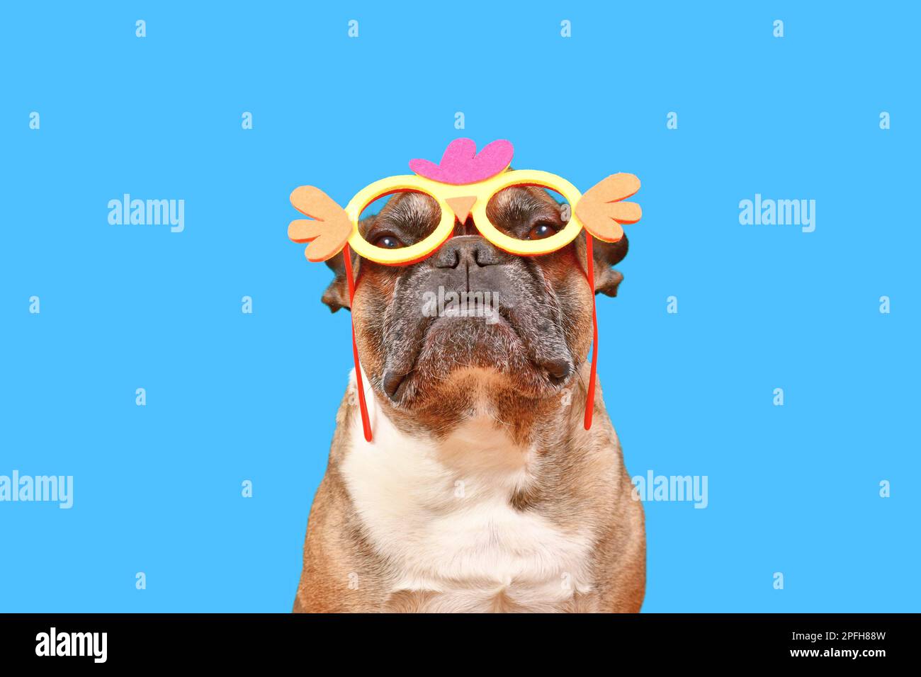 Lustiger französischer Bulldog mit Osterkostüm und Hühnergläsern auf blauem Hintergrund Stockfoto