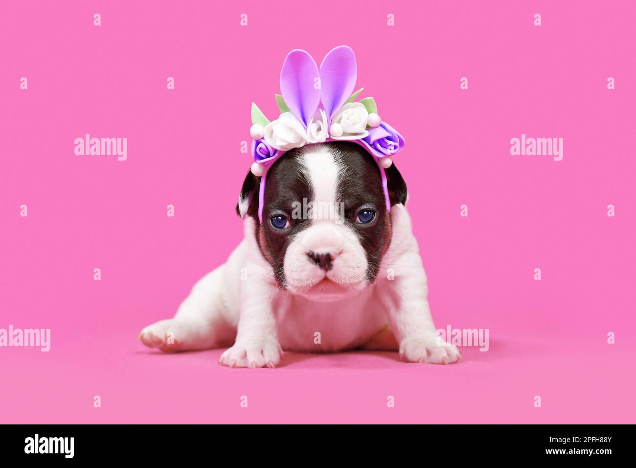 Französischer Bulldog Hündchen verkleidet als Osterhasen mit Hasenohren Stirnband mit Blumen auf pinkfarbenem Hintergrund Stockfoto