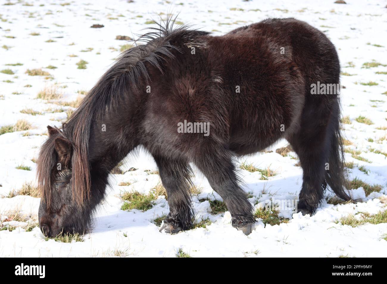 Dunkelbraunes Shetland-Pony weidet auf einem schneebedeckten Feld bei hellem Sonnenschein Stockfoto