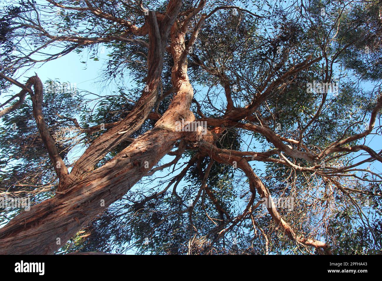 Gummibaum auf der Knguru-Insel (australien Stockfotografie - Alamy