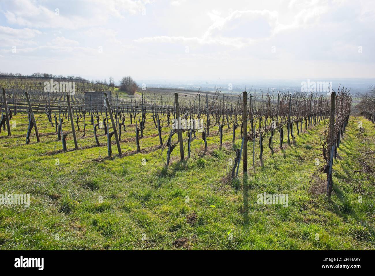 Weinberglandschaft an einem sonnigen Tag in süddeutschland in der Nähe von fischingen.“ Stockfoto
