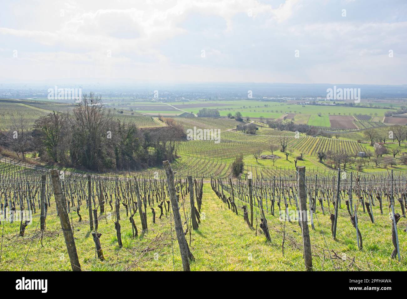Weinberglandschaft an einem sonnigen Tag in süddeutschland in der Nähe von fischingen.“ Stockfoto