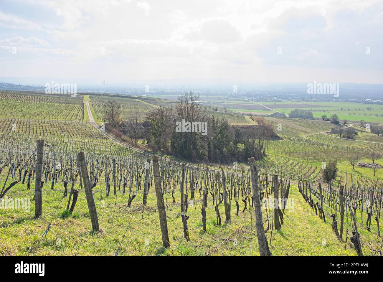 Weinberglandschaft an einem sonnigen Tag in süddeutschland in der Nähe von fischingen.“ Stockfoto