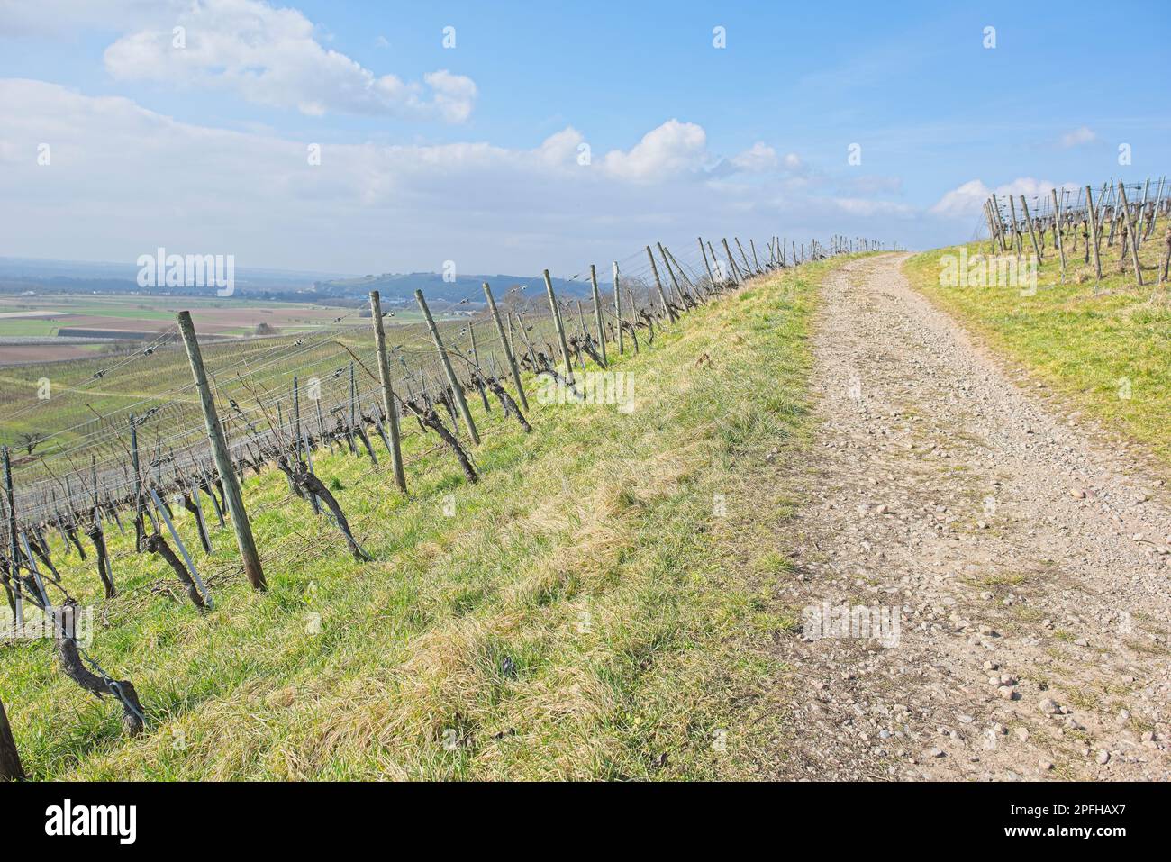 Weinberglandschaft an einem sonnigen Tag in süddeutschland in der Nähe von fischingen.“ Stockfoto
