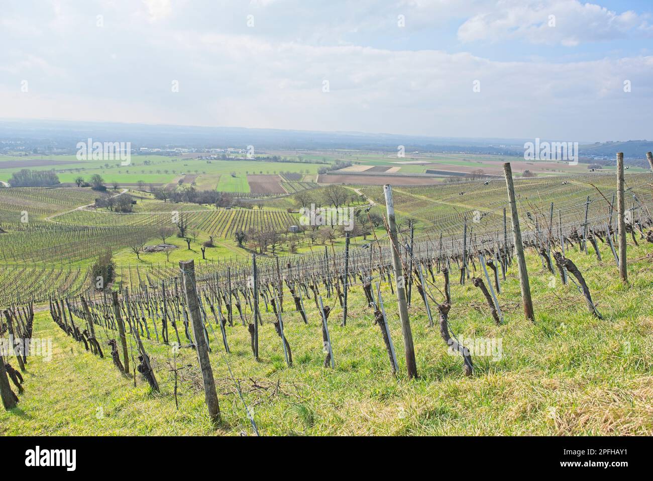 Weinberglandschaft an einem sonnigen Tag in süddeutschland in der Nähe von fischingen.“ Stockfoto