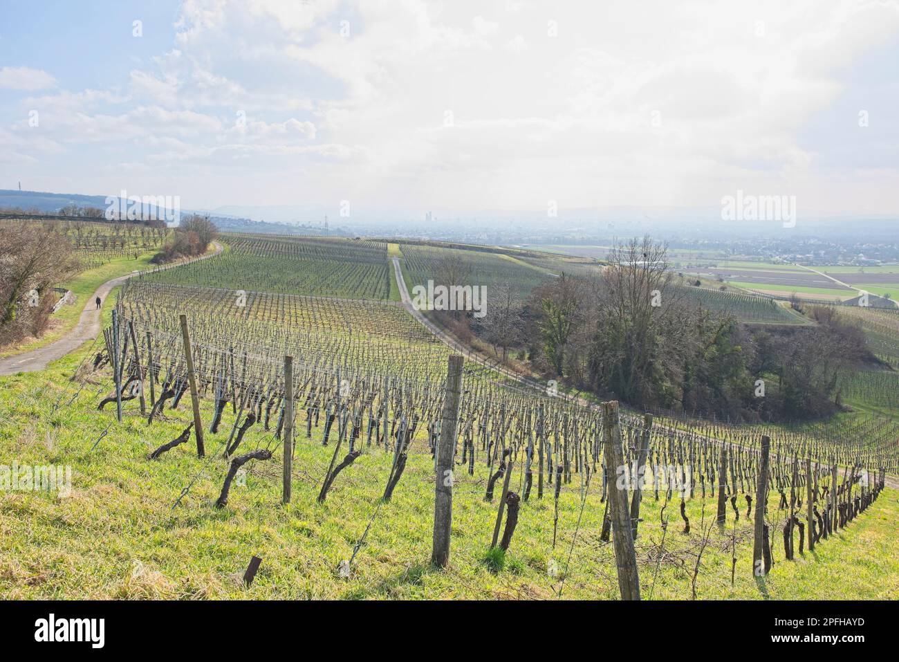 Weinberglandschaft an einem sonnigen Tag in süddeutschland in der Nähe von fischingen.“ Stockfoto