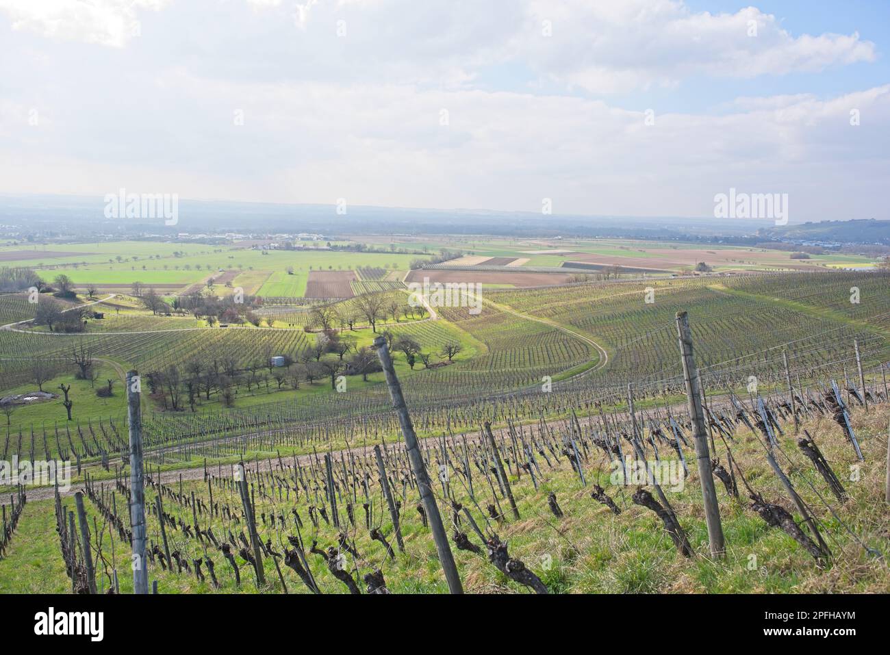 Weinberglandschaft an einem sonnigen Tag in süddeutschland in der Nähe von fischingen.“ Stockfoto