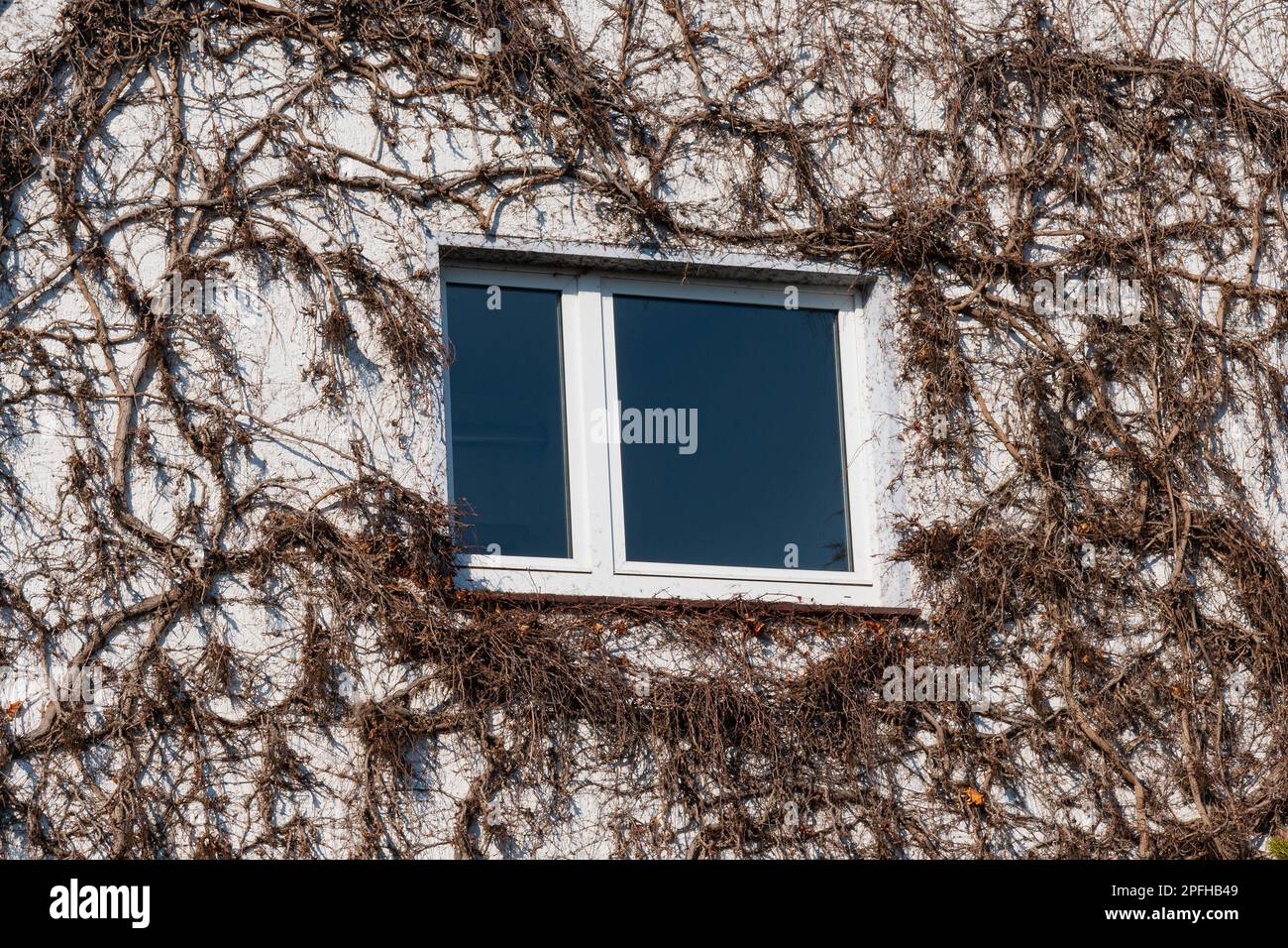 Das Fenster an der Fassade des Hauses ist mit trockenem Efeu verflochten.  Die Kontur der Pflanze in Form eines Herzens Stockfotografie - Alamy