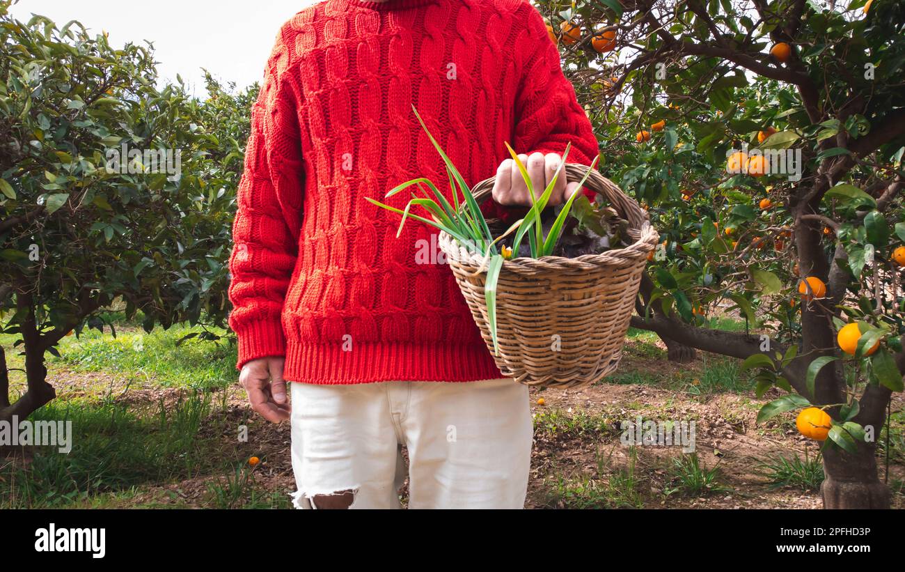 Mann mit einem Korb aus Korb mit frisch gepflücktem Gemüse Stockfoto