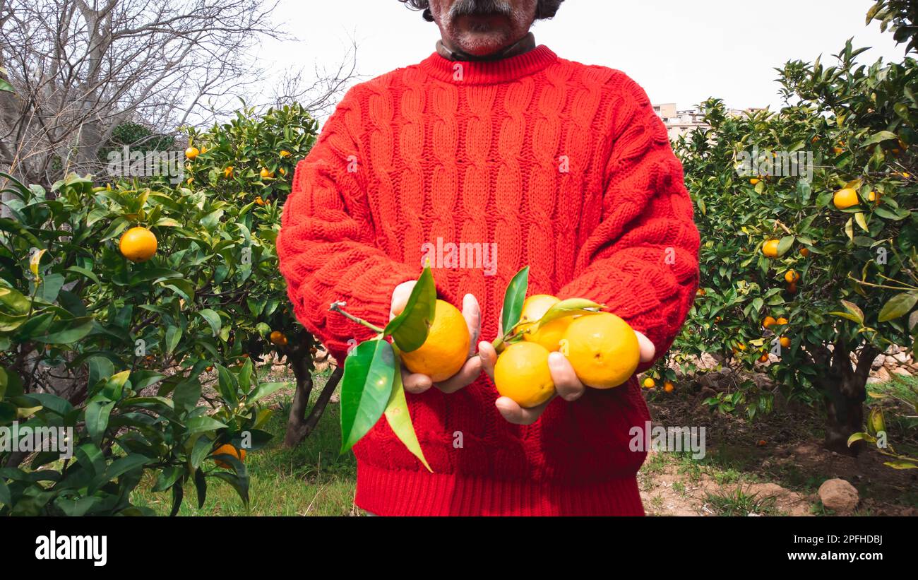 Männerhände mit frisch gepflückten Orangen Stockfoto
