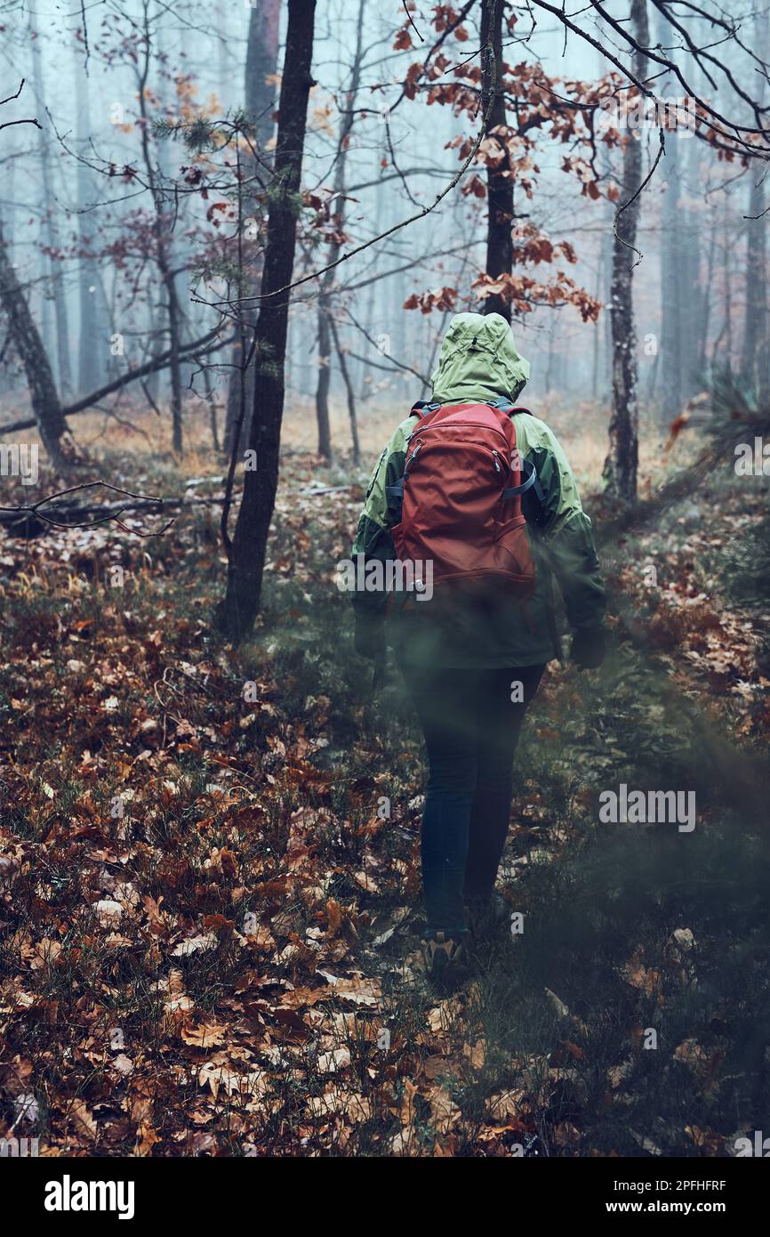 Frau mit Rucksack, die am kalten Herbsttag in einem Wald umherstreift. Rückansicht der aktiven Frau mittleren Alters, die entlang Waldweg aktiv Zeit verbringt Stockfoto