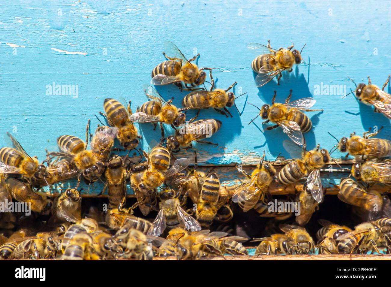 Ein Schwarm Honigbienen, die um den Bienenstock fliegen. Bienen, die von der Honigsammlung zurückkehren, fliegen zurück zum Bienenstock. Honigbienen auf Hausbiene, Imkereikonzept. Stockfoto