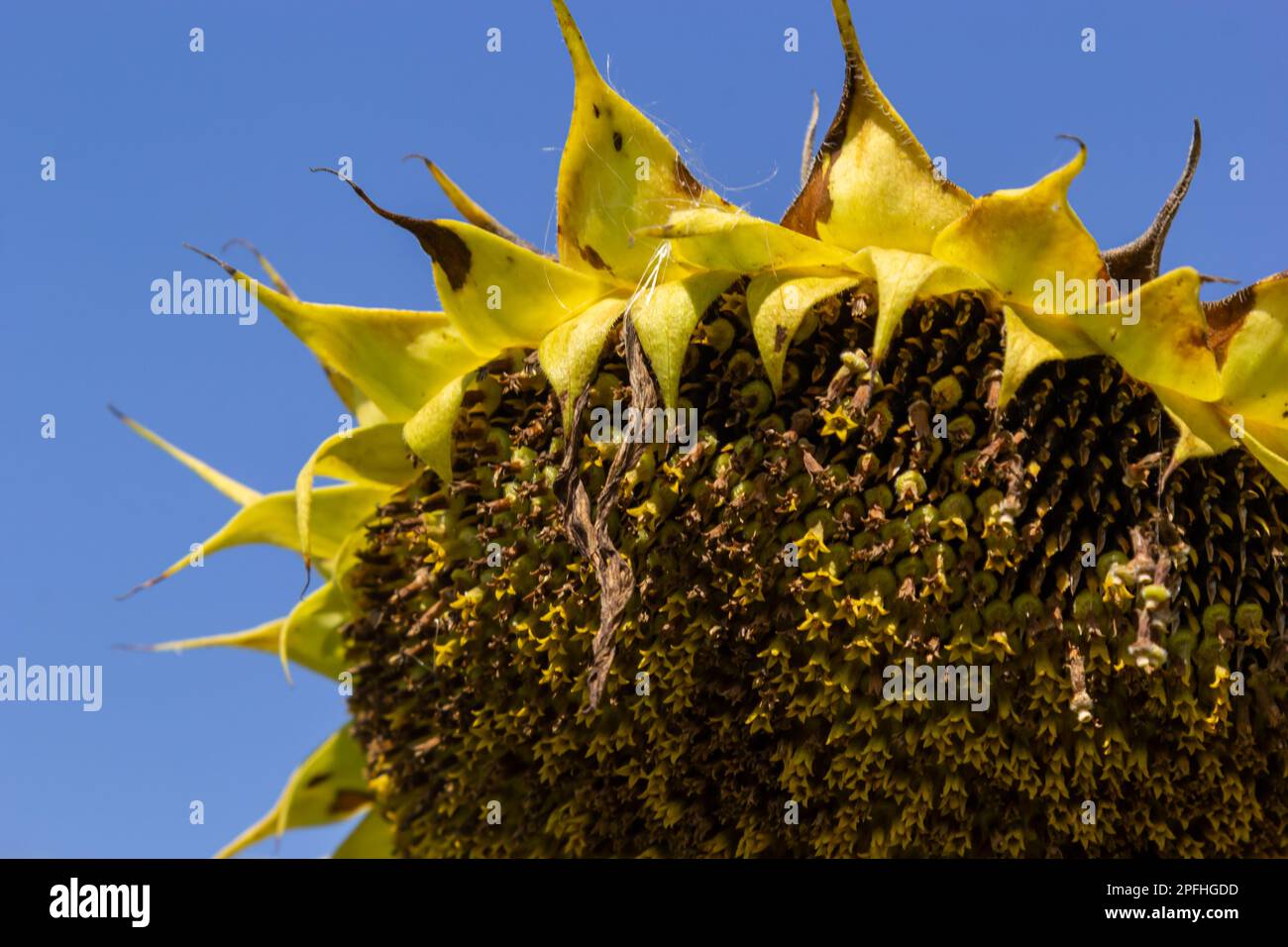 Sonnenblumenköpfe, die am Ende der Vegetationsperiode auf einem landwirtschaftlichen Feld im Herbst mit Samen geerntet werden. Stockfoto