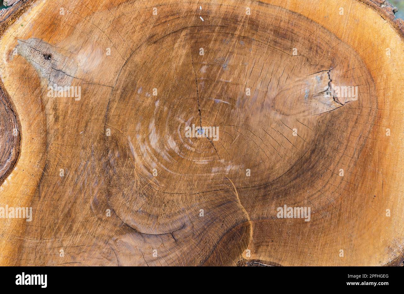 Die Textur eines geschnittenen Strukturbaums in Nahaufnahme.Hintergrund Stockfoto