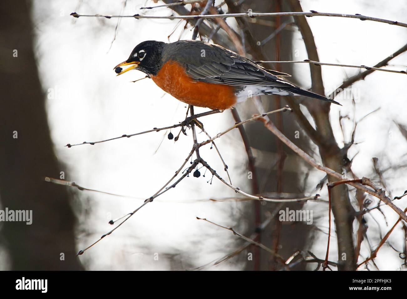 Amerikanisches Rotkehlchen mit einer wilden Beere im Schnabel. Stockfoto