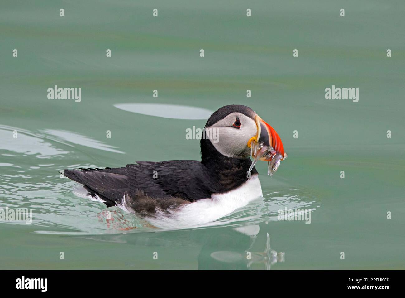 Im Meer schwimmender Papageientaucher (Fratercula arctica) mit Schnabel voller Fische/Sandaale/Sandaale im Sommer Stockfoto