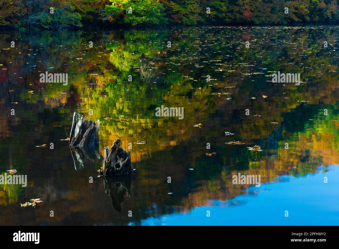 Herbst, Morgenlandschaft am See. Ahornbaumlandschaft mit Reflexion im ruhigen Wasser und Baumstamm mit Wurzeln im Wasser. Jusanji Park, Südkorea. Stockfoto