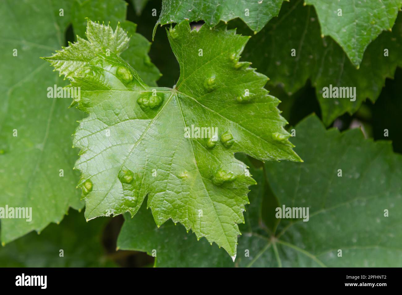 Die Weinrebe hinterlässt Erinose, eine Krankheit der Milbe Colomerus vitis Stockfoto